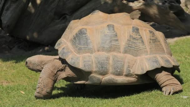 Tartaruga Gigante Zoológico Câmera Lenta — Vídeo de Stock