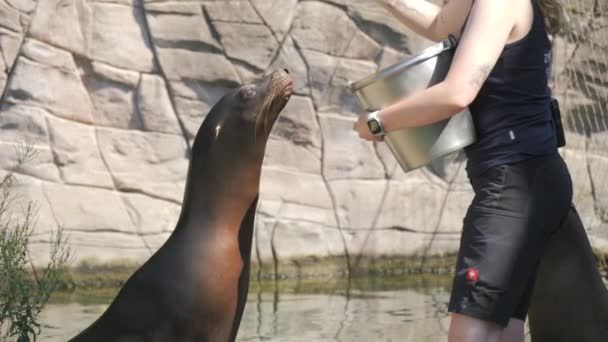 德国卡尔斯鲁厄 2023年8月20日 一只有趣的毛皮海豹在动物园抓住了一条鱼 动物喂食慢动作 — 图库视频影像