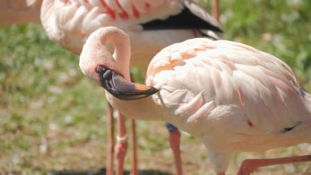 Flamingos Câmara Lenta Zoológico — Vídeo de Stock