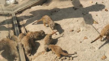 Hayvanat bahçesinde ağır çekimde komik mirketler ailesi