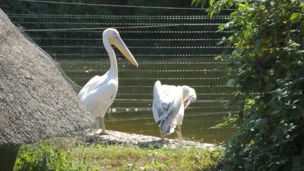 Eine Pelikanfamilie Hintergrund Des Sees Spaziert Zeitlupe Durch Den Park — Stockvideo