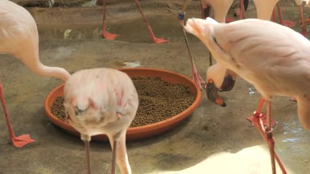 Flamingi Zwolnionym Zoo — Wideo stockowe