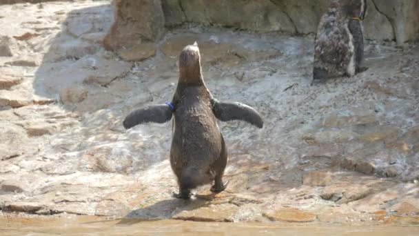Pinguins Engraçados Zoológico Câmera Lenta — Vídeo de Stock