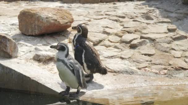 Śmieszne Pingwiny Zoo Zwolnionym Tempie — Wideo stockowe