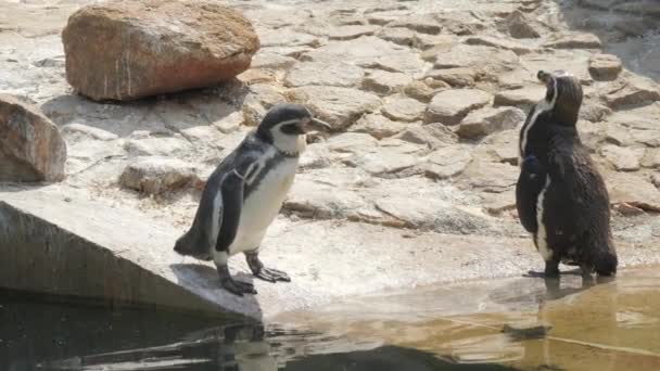 Забавні Пінгвіни Зоопарку Повільний Рух — стокове відео
