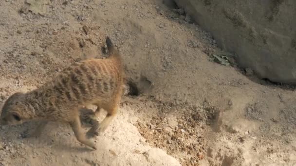 Αστεία Meerkats Στο Ζωολογικό Κήπο Αργή Κίνηση — Αρχείο Βίντεο