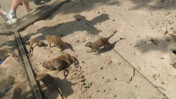 Οικογένεια Των Αστείων Meerkats Στο Ζωολογικό Κήπο Αργή Κίνηση — Αρχείο Βίντεο