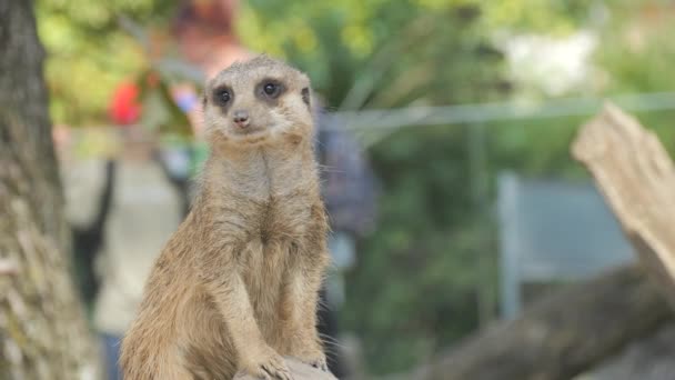 Vtipné Meerkaty Stojící Vzpřímeně Dvou Nohou Zpomaleném Záběru Zoo — Stock video