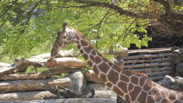 Zsiráf Sétál Állatkertben Lassított Felvételen — Stock videók