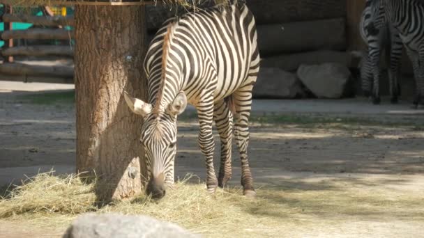 Uma Zebra Come Feno Jardim Zoológico Câmara Lenta — Vídeo de Stock