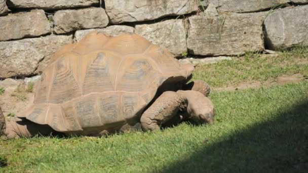 慢动作动物园中的巨龟 — 图库视频影像