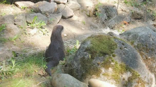 Grappige Otters Dierentuin Slow Motion — Stockvideo
