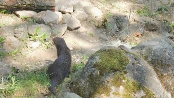 Lontras Engraçadas Zoológico Câmera Lenta — Vídeo de Stock