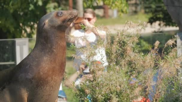 カールスルーエ ドイツ 2023年8月20日 面白い毛皮のシールが動物園で魚を捕まえる 動物の餌の遅い動き — ストック動画
