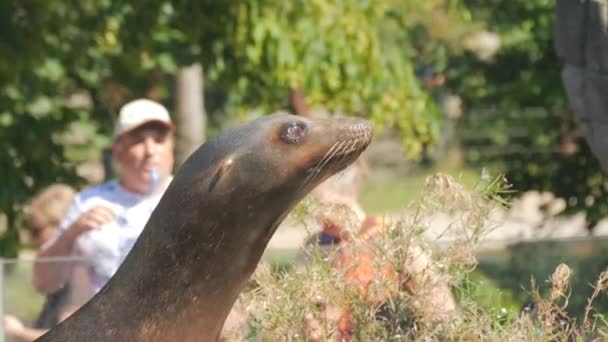 カールスルーエ ドイツ 2023年8月20日 面白い毛皮のシールが動物園で魚を捕まえる 動物の餌の遅い動き — ストック動画