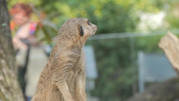 Hayvanat Bahçesinde Ağır Çekimde Iki Ayak Üstünde Duran Komik Mirketler — Stok video