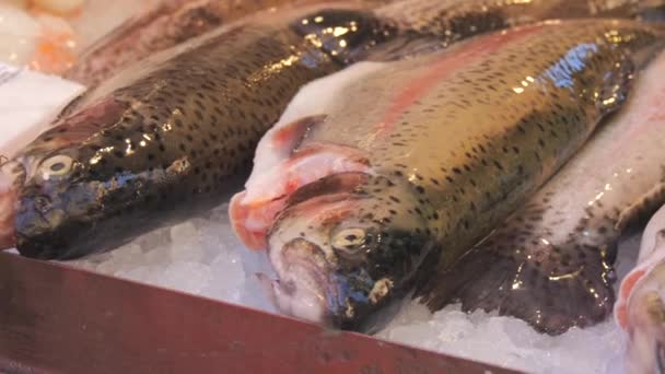 Fischmarkt Fisch Auf Der Theke Nahsicht — Stockvideo