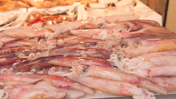 Eine Große Anzahl Verschiedener Frischer Tintenfische Auf Der Theke Des — Stockvideo