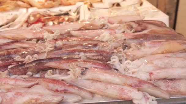Gran Número Diferentes Calamares Frescos Mostrador Del Mercado Marítimo Mercado — Vídeo de stock
