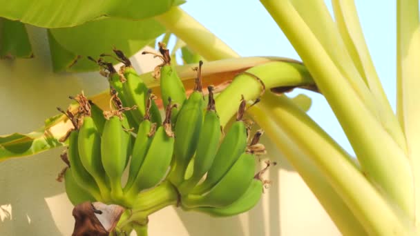 若い緑のバナナが成長し バナナのヤシの木の枝に熟した — ストック動画