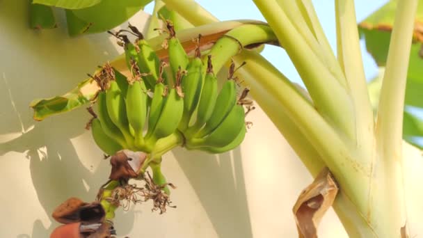 年轻的绿色香蕉在香蕉棕榈树的枝条上生长成熟 — 图库视频影像