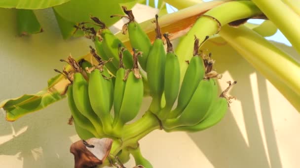 Giovani Banane Verdi Crescono Maturano Sul Ramo Una Palma Banana — Video Stock