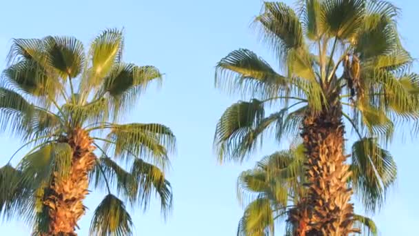 Tropikalne Palmy Tle Błękitnego Nieba Gałęzie Kołyszące Się Wietrze — Wideo stockowe