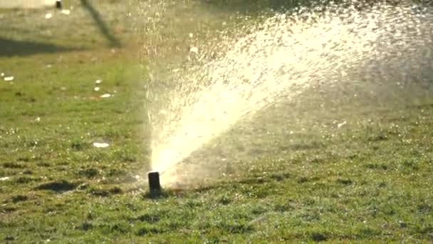 Green Grass Lawn Watered Morning Automatic Lawn Sprinkler Action Watering — Stock Video
