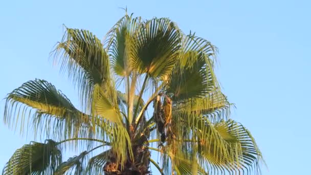 Palmier Tropical Contre Ciel Bleu Branches Oscillant Dans Vent — Video