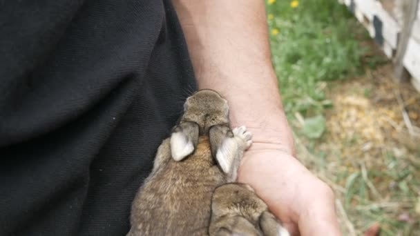 Фермерські Чоловічі Руки Тримають Маленьких Сліпих Новонароджених Кроликів Або Зайців — стокове відео