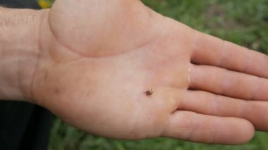 Tehlikeli kahverengi kene Ixodida, doğadaki erkek bir çiftçinin elinde sürünüyor..