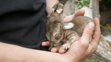 Çiftçi erkek eller çiftlikte yeni doğmuş küçük kör tavşanları ya da tavşanları tutuyor.