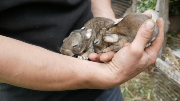 Bondehandjur Som Håller Små Blinda Nyfödda Kaniner Eller Harar Gården — Stockvideo