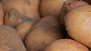 Patates hasadı. Hasattan sonra büyük patatesler ahırda yatar. Görüntüyü kapat.