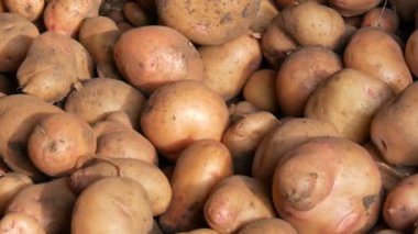 Patates hasadı. Hasattan sonra büyük patatesler ahırda yatar. Görüntüyü kapat.