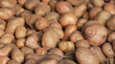 Patates hasadı. Hasattan sonra büyük patatesler ahırda yatar. Görüntüyü kapat.