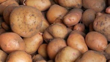 Patates hasadı. Hasattan sonra büyük patatesler ahırda yatar. Görüntüyü kapat.