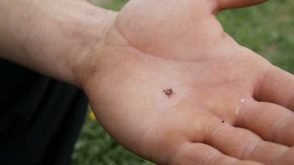 Dangerous Brown Tick Ixodida Crawls Hand Male Farmer Nature — Stock Video