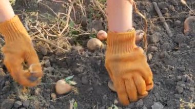 Turuncu eldivenli kadın eller yerden patates topluyor..