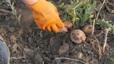 Turuncu eldivenli kadın eller yerden patates topluyor..