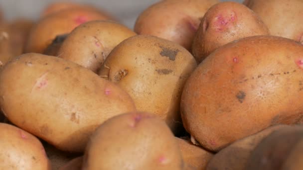 Colher Batatas Batatas Grandes Estão Celeiro Após Colheita Vista Perto — Vídeo de Stock