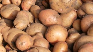 Patates hasadı. Hasattan sonra büyük patatesler ahırda yatar. Görüntüyü kapat.
