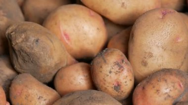 Patates hasadı. Hasattan sonra büyük patatesler ahırda yatar. Görüntüyü kapat.