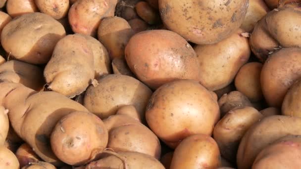 Сбор Картошки После Сбора Урожая Сарае Лежит Большая Картошка Закрыть — стоковое видео