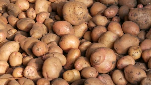 Сбор Картошки После Сбора Урожая Сарае Лежит Большая Картошка Закрыть — стоковое видео