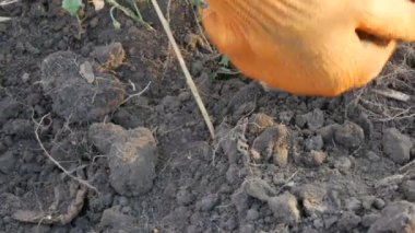 Turuncu eldivenli kadın eller yerden patates topluyor..