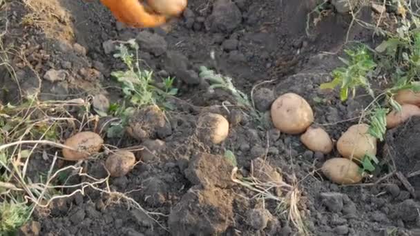 戴着橙色手套的女手从地里收割土豆 — 图库视频影像