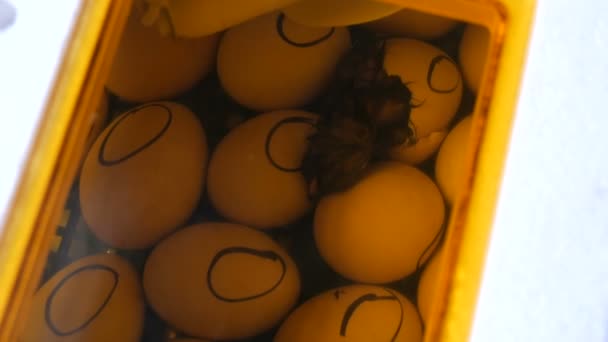 Ένα Μικρό Νεογέννητο Κοτοπουλάκι Σπάει Ένα Κέλυφος Αυγού Και Τρυπάει — Αρχείο Βίντεο