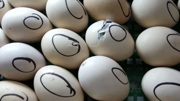 Yeni Doğmuş Küçük Bir Civciv Bir Yumurta Kabuğunu Kırar Onu — Stok video