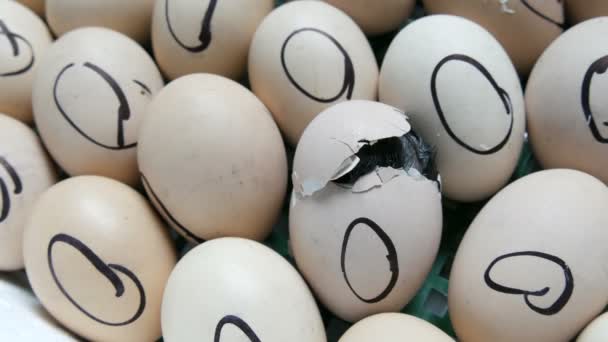 Small Newborn Chick Breaks Egg Shell Pierces Its Beak Body — Stock Video